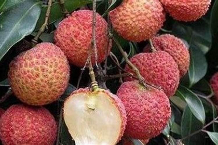 种荔枝施什么肥