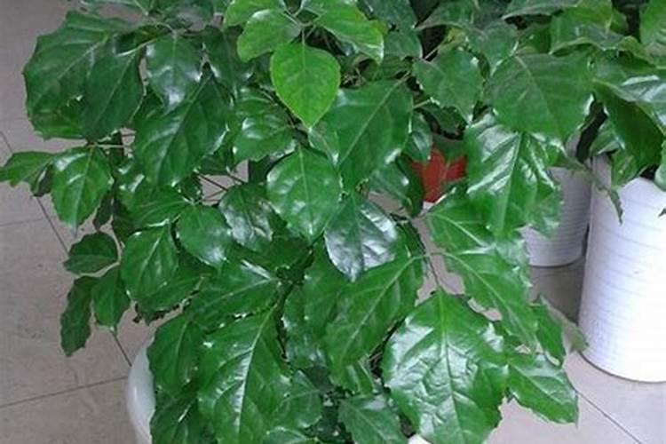 绿宝树怎么施肥 现在你明白了吗