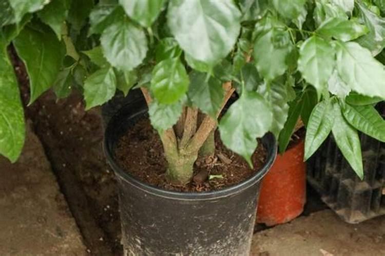 绿宝树怎么施肥