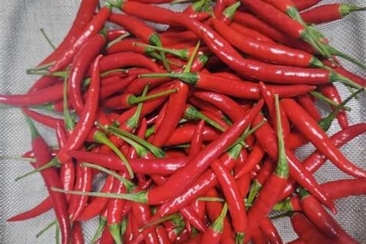 小米辣种植技术与管理