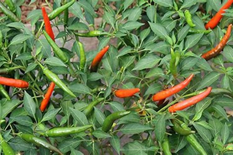 小米椒只开花不结果是怎么回事