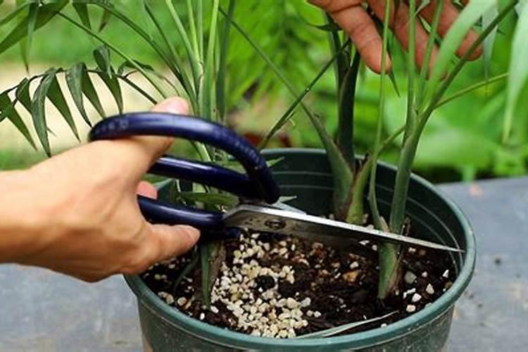 袖珍椰子如何施肥叶片肥厚翠绿