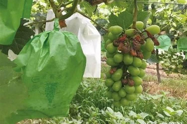 氨基酸叶面肥果树涂杆枝术怎么操作？