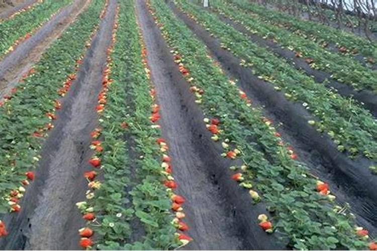 蝴蝶兰长花苞后怎么养护