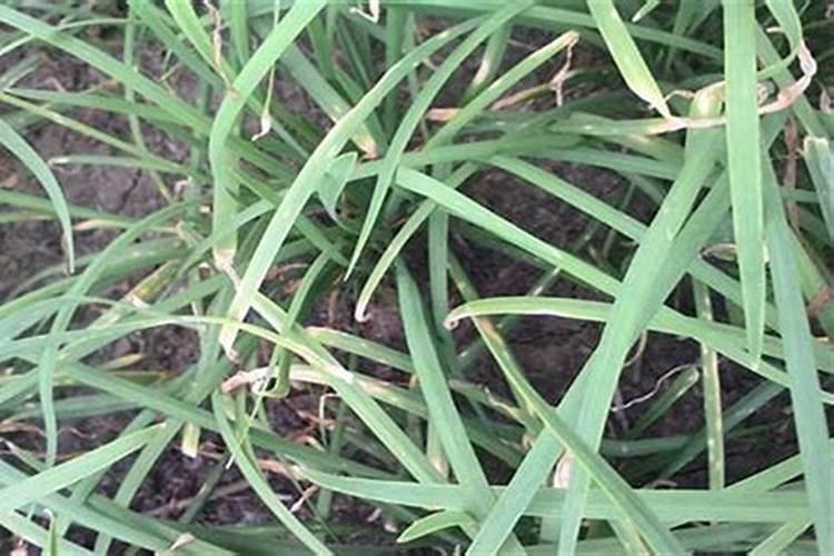 韭菜养根期用什么肥料