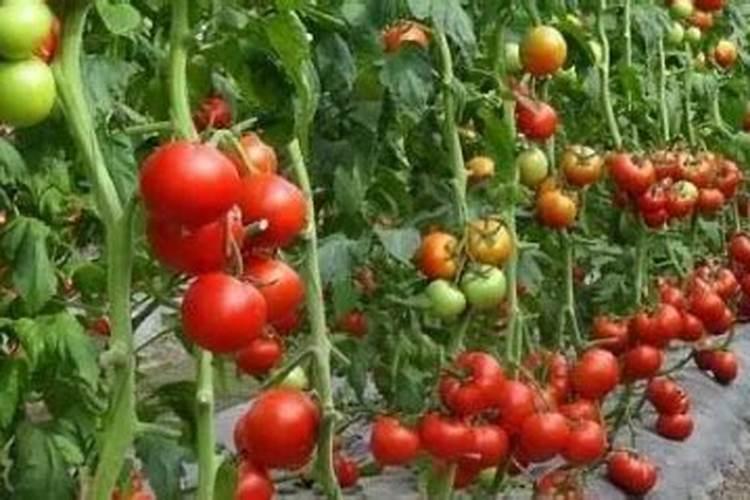 番茄移栽后几天可以放复合肥