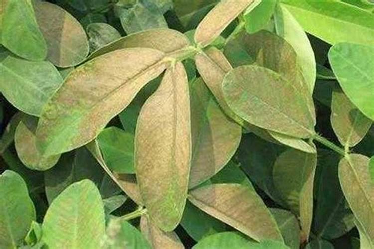 花生叶片发黄原因和处理方法