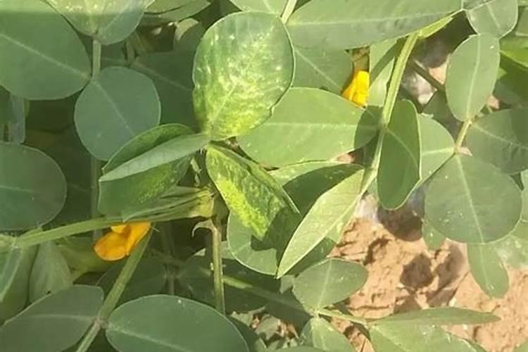 花生叶子一直发黄怎么办