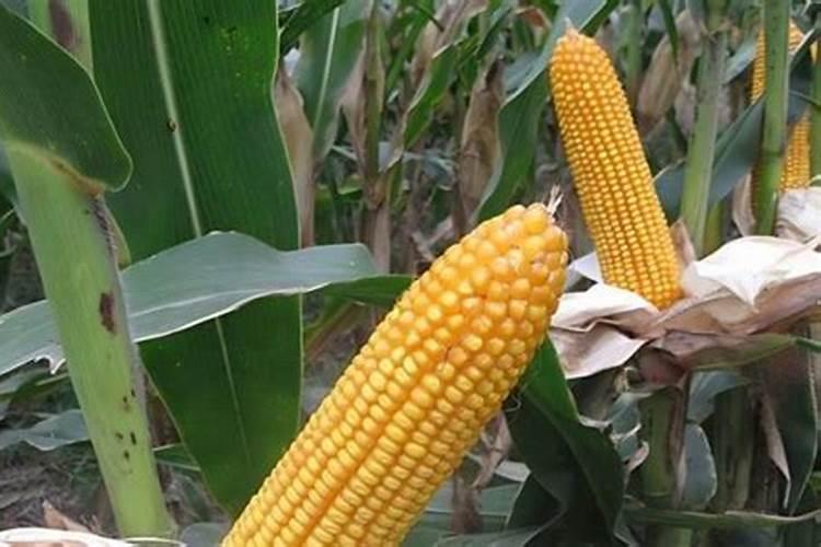 玉米制种的隔离方法有几种