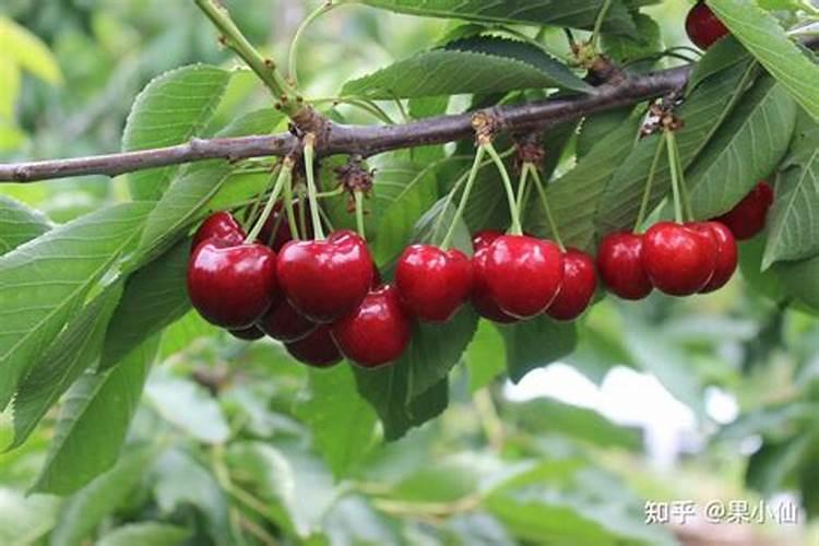 无棉被樱桃大棚怎么管理？