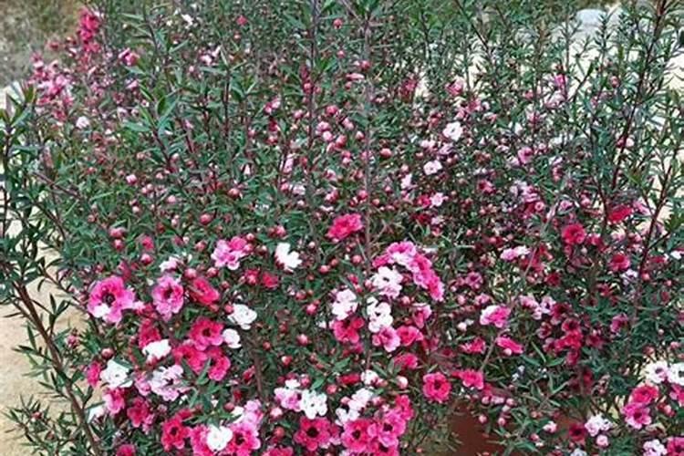 月季花多久施肥一次