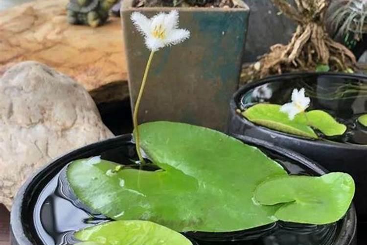 白玉兰花花期要施肥吗