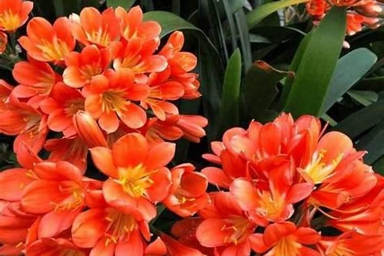 水养绿萝的营养液自己怎么配置