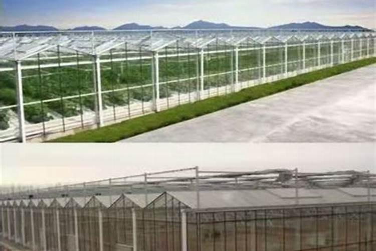 大棚葡萄那种种植模式好