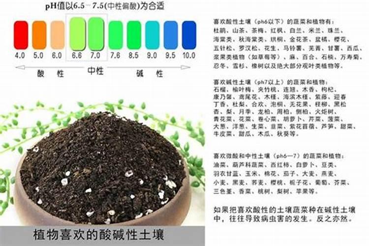 为什么要在葡萄生长的中后期使用钾肥？