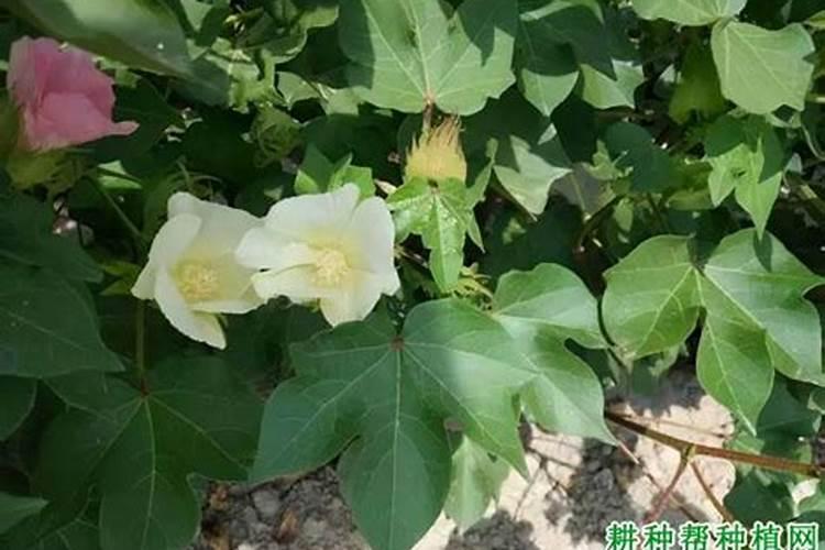 棉花花蕾期如何施肥更高产？