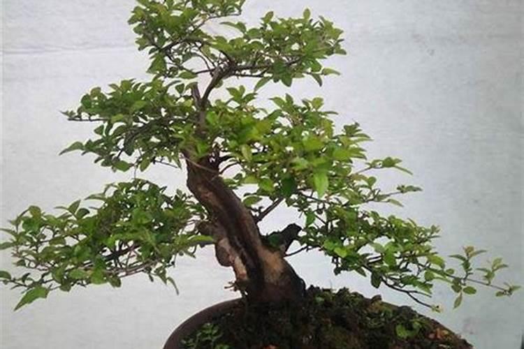 雀梅施什么肥最好