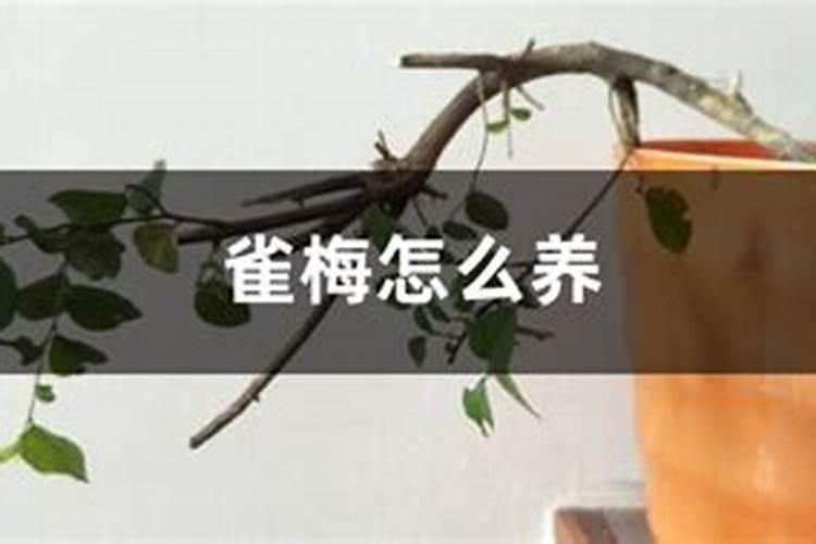 请问:雀梅需要施什么肥料？