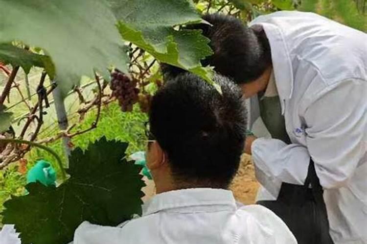什么时候给盆栽葡萄施肥？