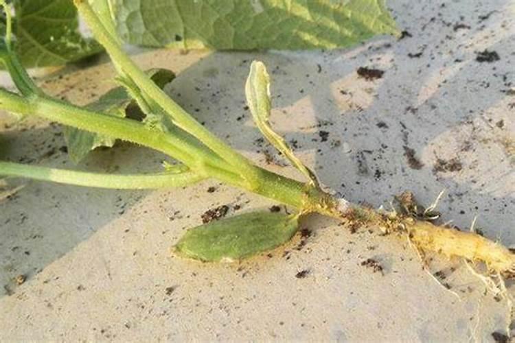 黄瓜喷什么药花不掉？