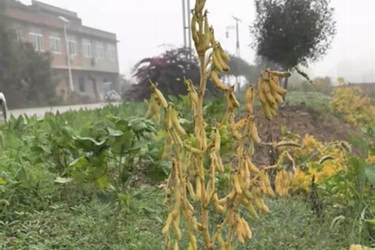 我的柿子树去年底栽的。到现在都还没发芽,光棍一根,但又是活的,请问...