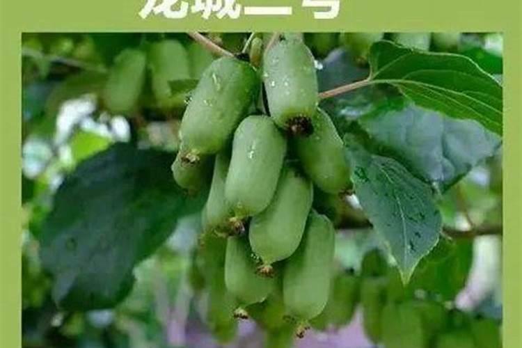 软枣猕猴桃开花前施什么肥？