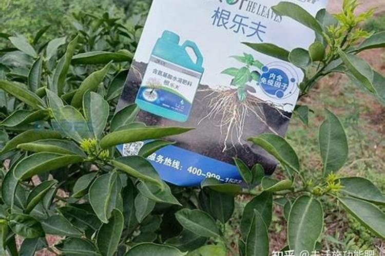 长寿花用什么肥料开花多