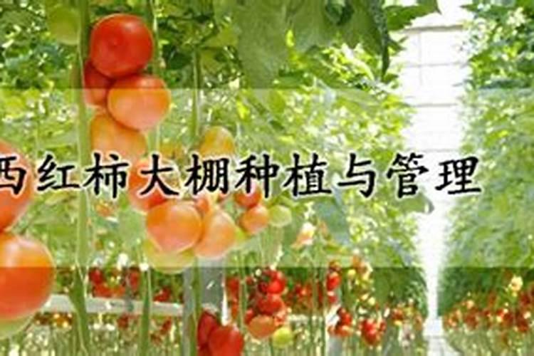 大棚黄瓜番茄如何合理施肥 养殖如何管理水肥