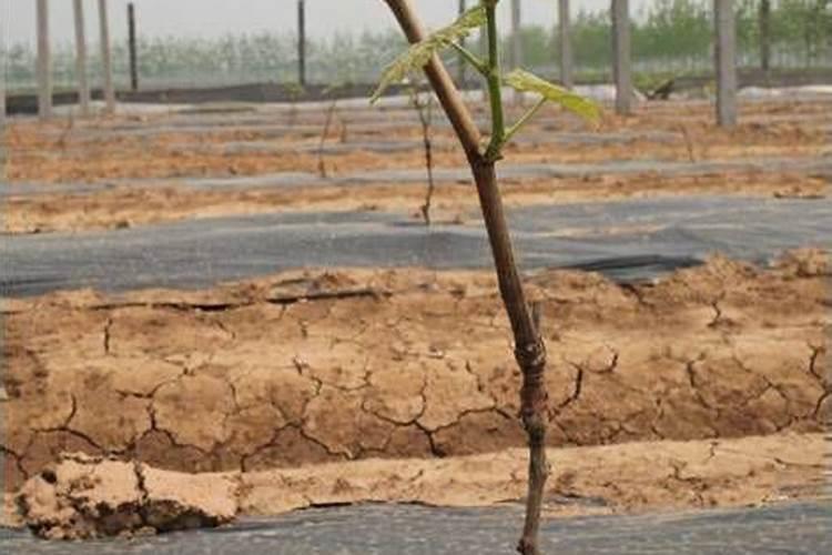 水稻要施几次肥料