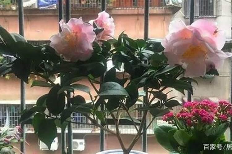 芸苔素和控旺药能一起用吗