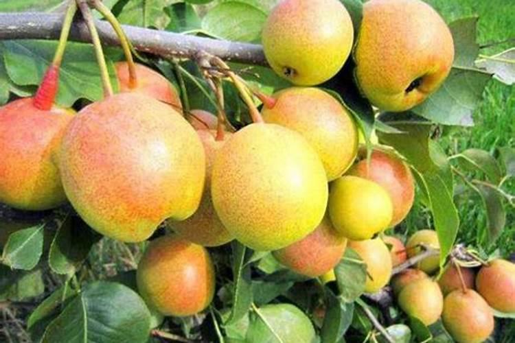 夜兰花有什么特别的食用方法？