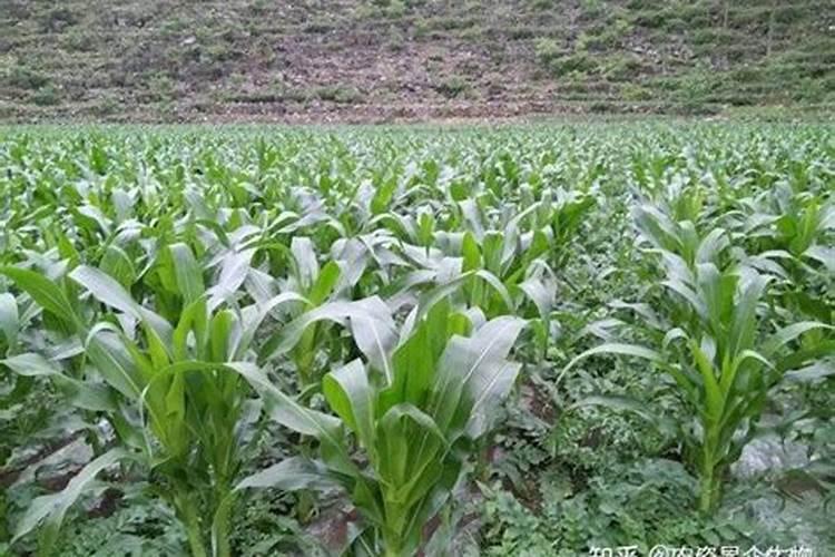 玉米灌浆期追什么肥料最好