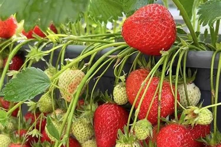 埋了底肥后过多久可以种菜