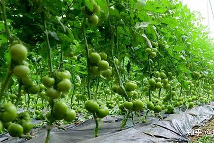 黄腐酸钾正确兑水方法