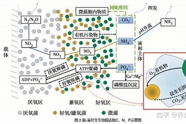 硝基肥和硝硫基肥有区别吗