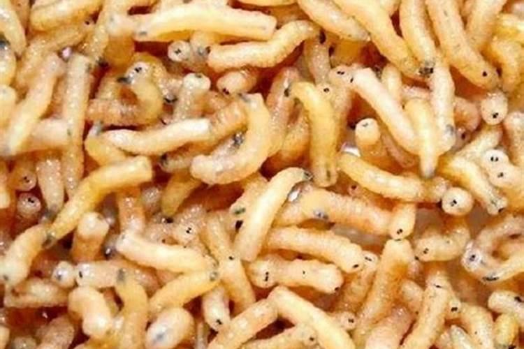 水族箱里水面上长了白色的小蛆是什么原因,该怎么办？请指点