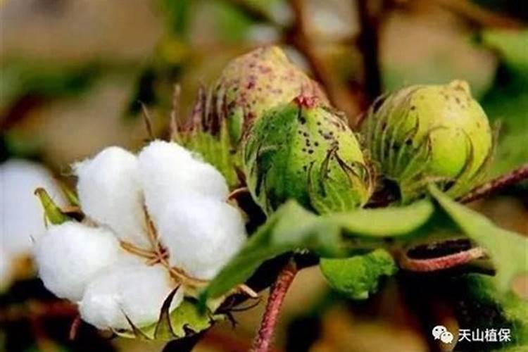 棉花中后期用什么肥料好 可以施加复合肥吗