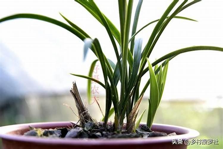 刚上盆的兰花多久施肥