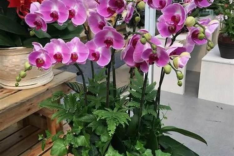 蝴蝶兰用什么肥好呢,我有磷酸二氢钾兑水可以吗