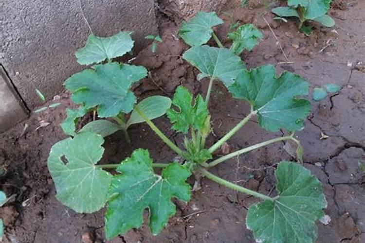 芹菜用什么肥料长得快