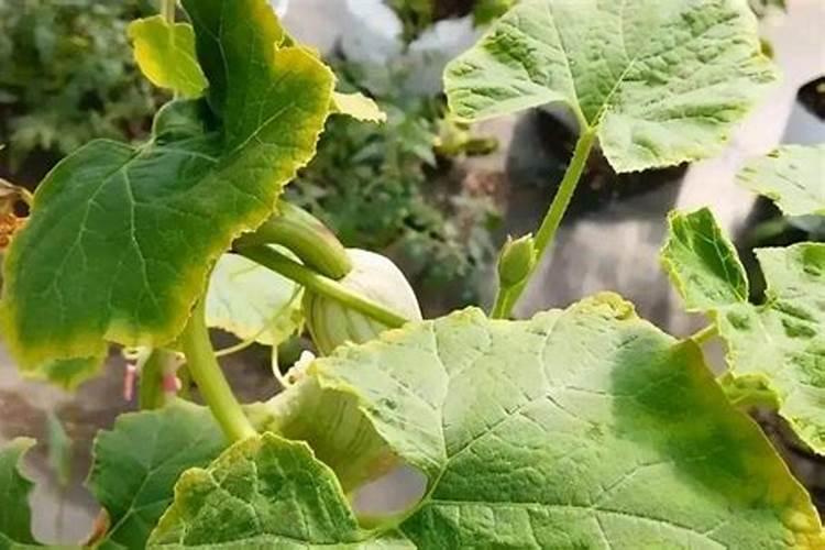 观果盆景哪个品种好？常见观果盆景树种