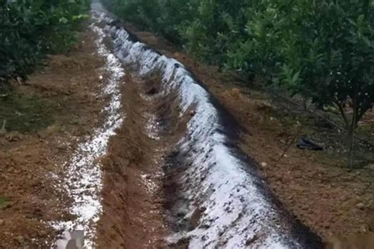 一亩柴胡二年收入