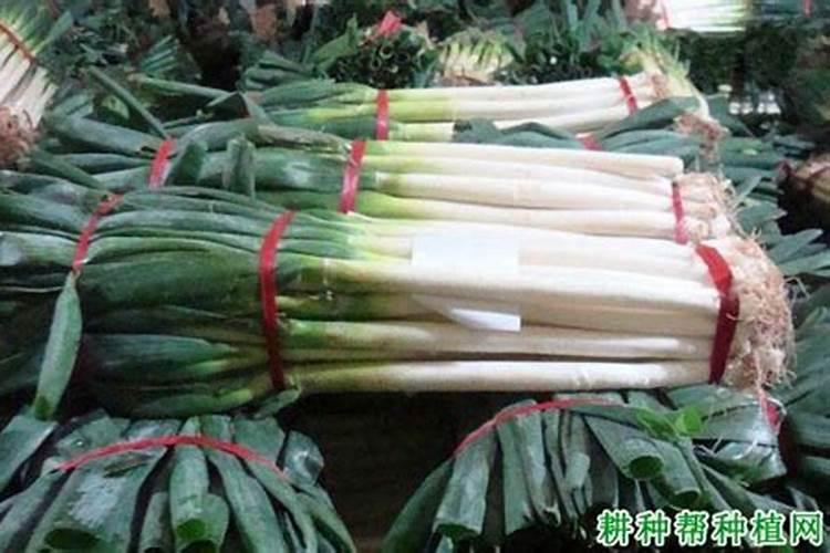 种植柴胡需投资多少