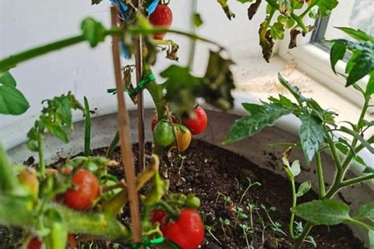 西红柿浇水施肥的正确方法