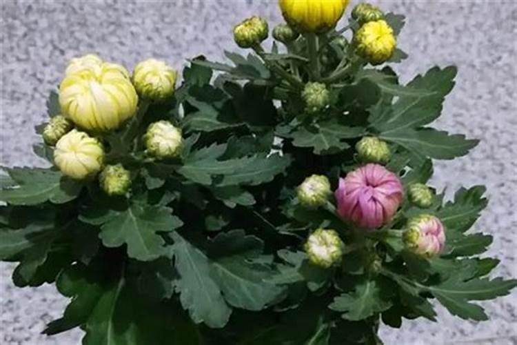 菊花小苗怎么养