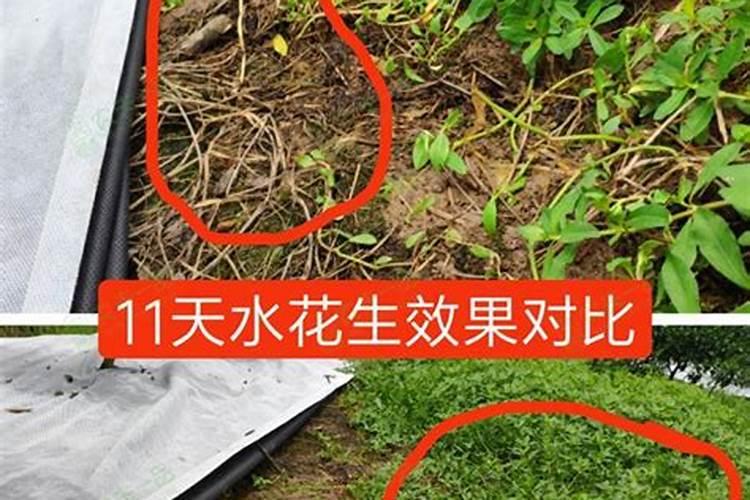 为什么杂草不要浇水就可以长出来