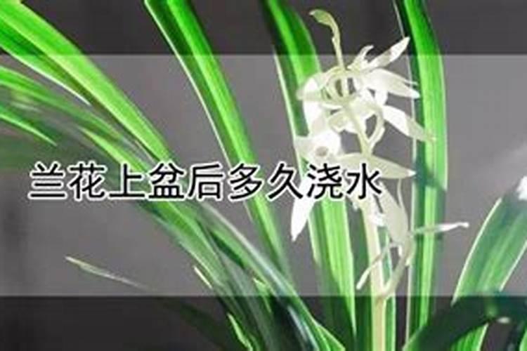 兰花上盆多久可以施肥 兰花上盆后需要等多久再施肥？