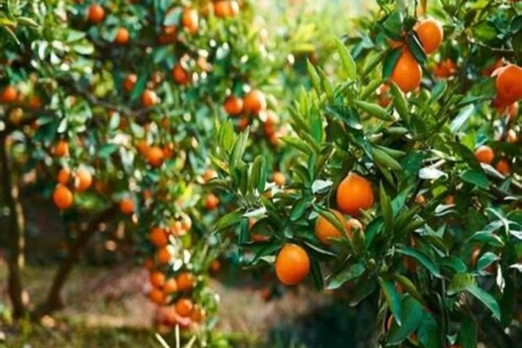 硫酸钾肥料适合种什么