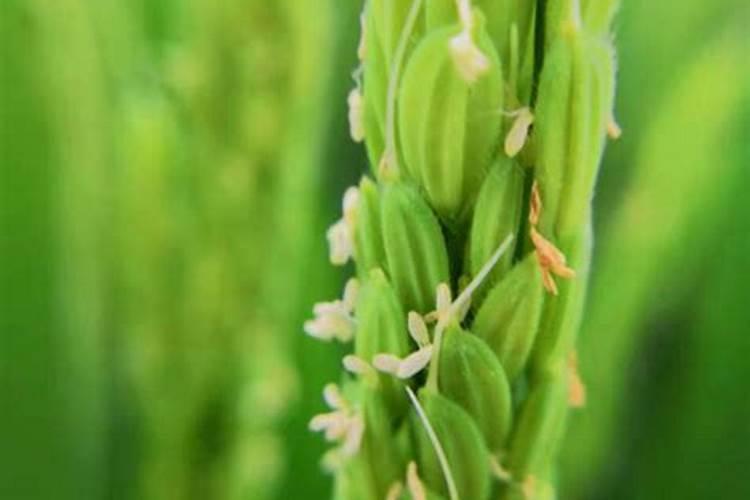 水稻扬花期怕什么