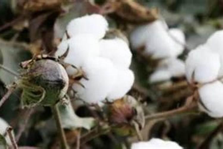 棉花施钾肥最佳时间 使用方法及注意事项